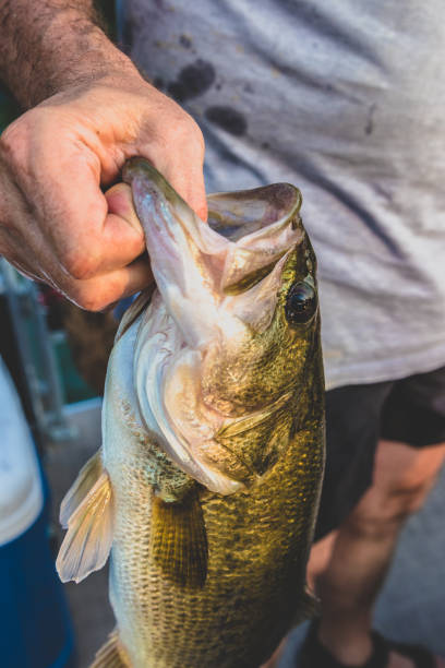 istock Large Mouth Bass Summer Lake 1026026592