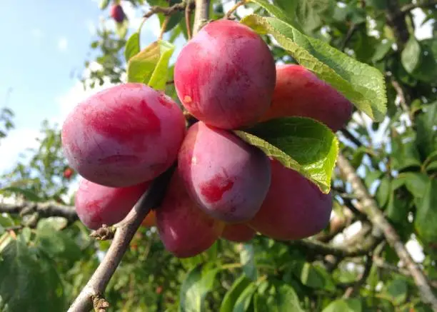 Photo of Red Victoria Plums on the Tree