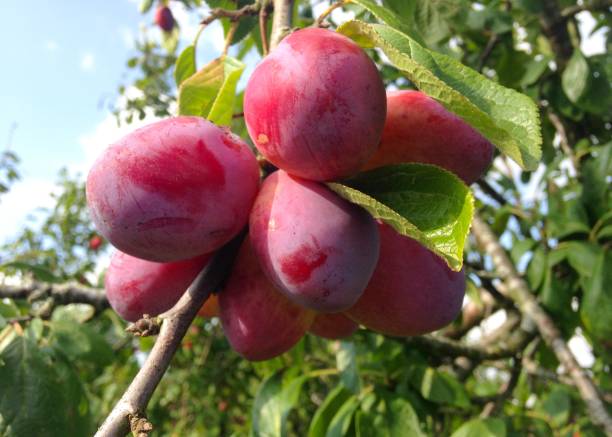 красные сливы виктории на дереве - plum стоковые фото и изображения