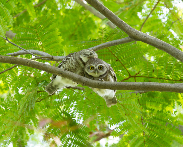 istock Couple of owl on green tree 1026026762