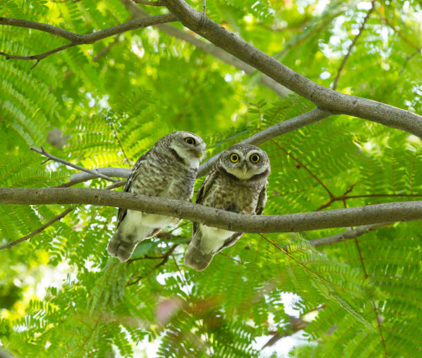 istock Couple of owl on green tree 1026026768