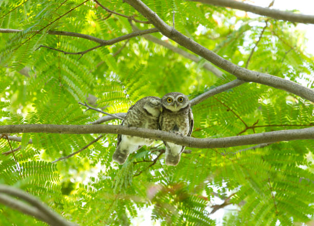 Couple of owl on green tree