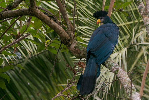 Great Blue Turaco in Kibale National Park in Uganda in East Africa.