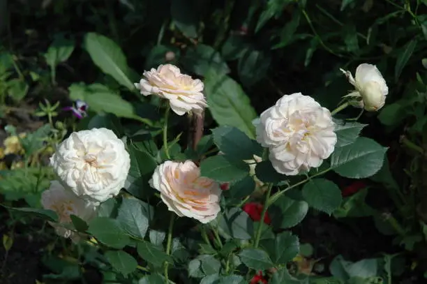Macro-shot four white-pink roses on a green bush on dark-green blur background