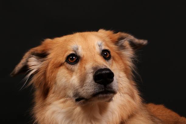 istock head portrait from a shpherd in the studio 1026029230