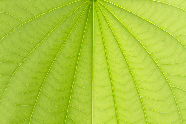 istock Green bauhinia leaf texture or background 1026029812