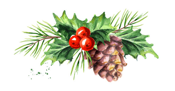 weihnachten und neujahr symbol dekorative holly berry mit kiefer kegel und zweig zusammensetzung. aquarell handgezeichnete abbildung, isoliert auf weißem hintergrund - christmas holly mistletoe symbol stock-grafiken, -clipart, -cartoons und -symbole