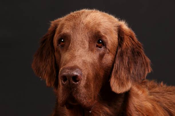 istock brown flat coated retriever portrait 1026035922
