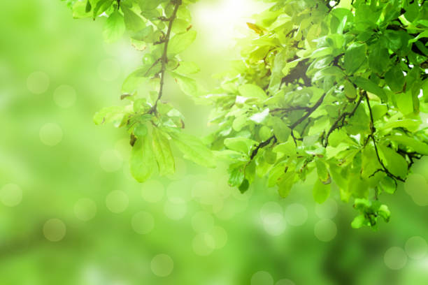 istock green leaf on blurred greenery background,nature wallpaper concept 1026036804