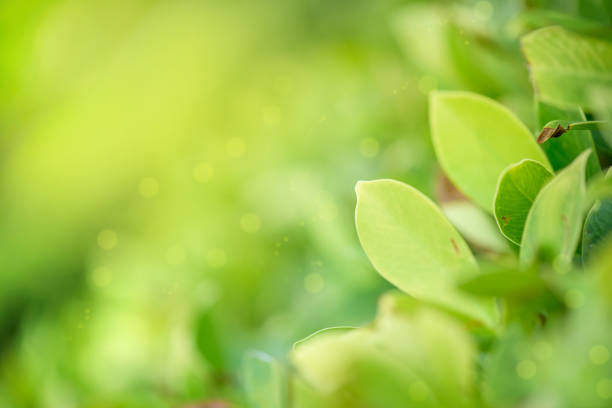 istock green leaf on blurred greenery background,nature wallpaper concept 1026036806