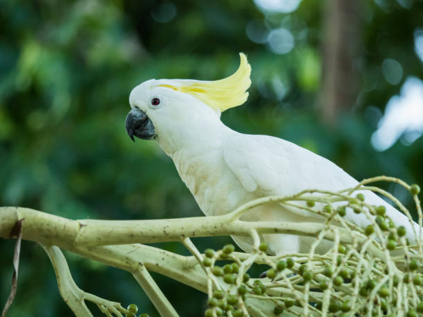 istock sulphur-crested cockatoo white cockatoo 1026036816