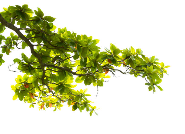 istock Green leaves with branch isolated on white background 1026039206
