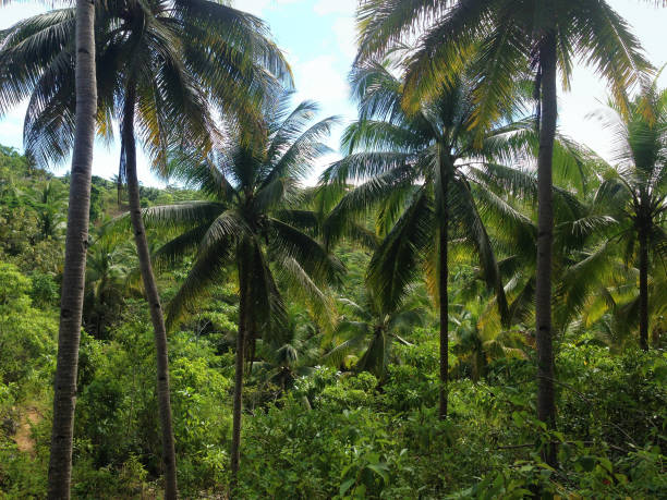 palm trees and forest on Siquijor Island, near Dumaguete, Negros Oriental, Philippines tropical forest siquijor island stock pictures, royalty-free photos & images