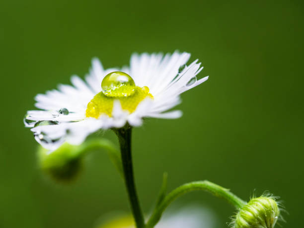 istock Single drop of water on a flowering plant. 1026039558