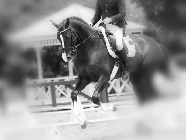 istock Dream Dressage 1026039618
