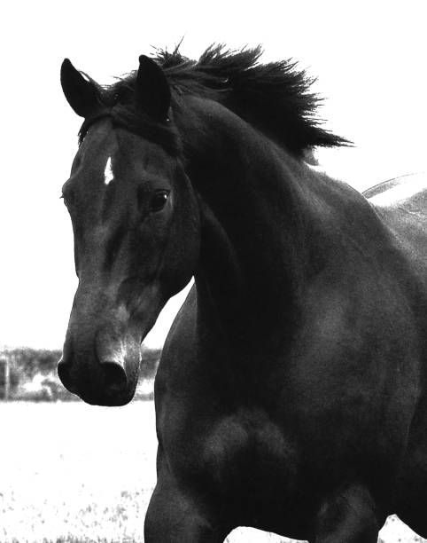istock Freedom horse 1026039634