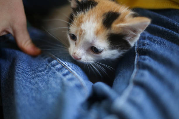 little boy in a yellow shirt and blue jeans holding an adorable domestic calico kitten - child domestic cat little boys pets imagens e fotografias de stock