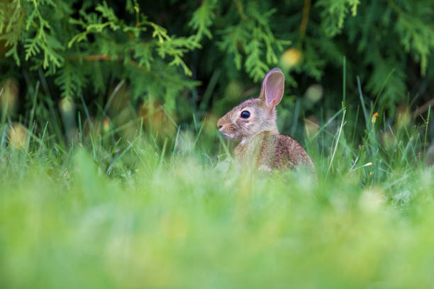 istock Baby eastern cottontail bunny 1026051036