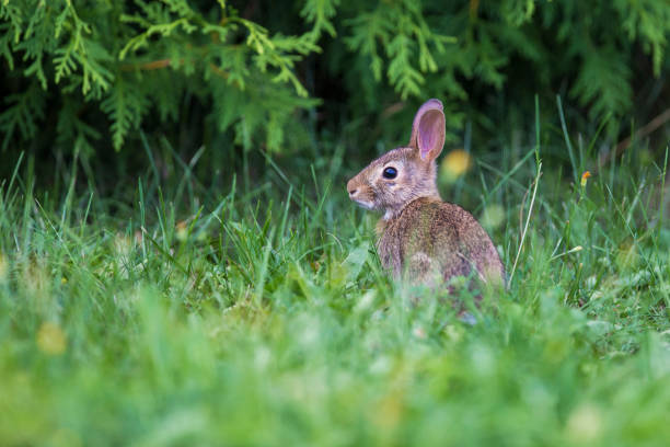 istock Baby eastern cottontail bunny 1026051104