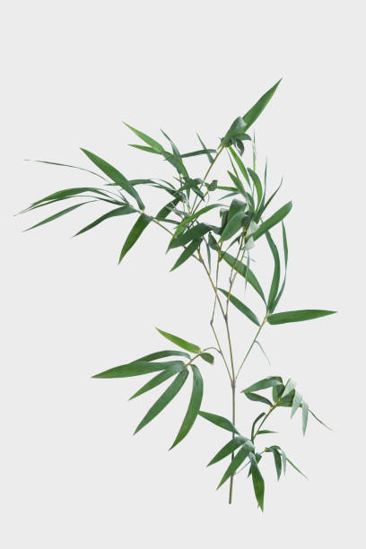 istock bamboo isolated on gray background with clipping path 1026051198