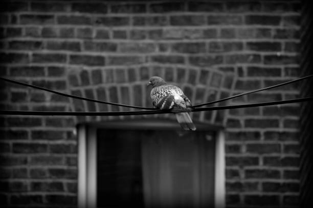 solidão de pombo - lonelyness - fotografias e filmes do acervo