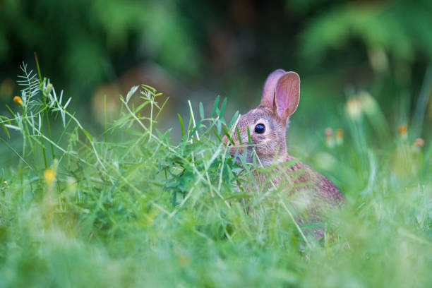 istock Baby eastern cottontail bunny 1026051504