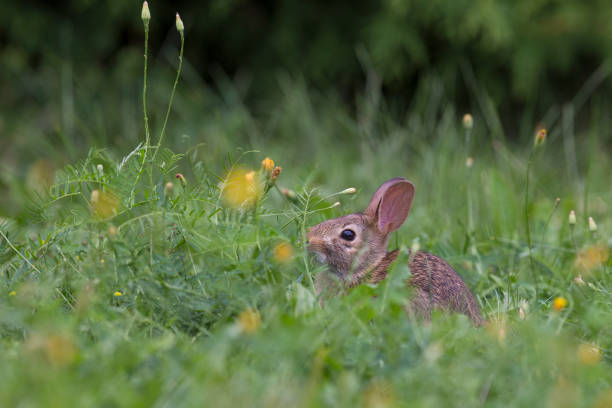 istock Baby eastern cottontail bunny 1026051770