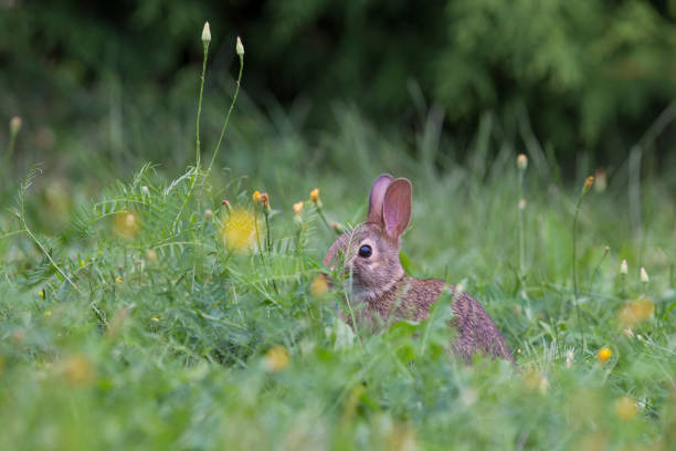 istock Baby eastern cottontail bunny 1026051834