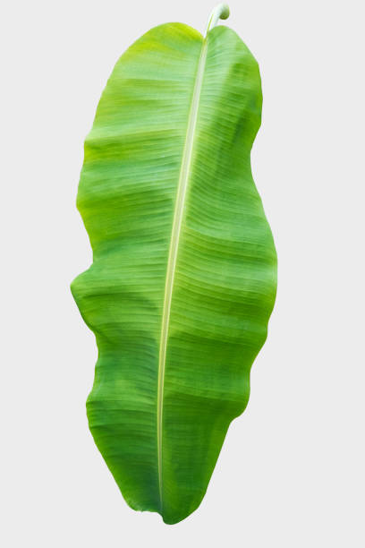 istock banana leaf.Isolated on white background with clipping path. 1026051870