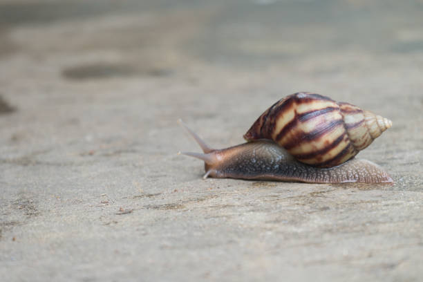 istock snail moving on a rock 1026051926