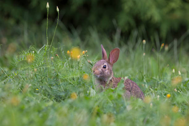 istock Baby eastern cottontail bunny 1026052066