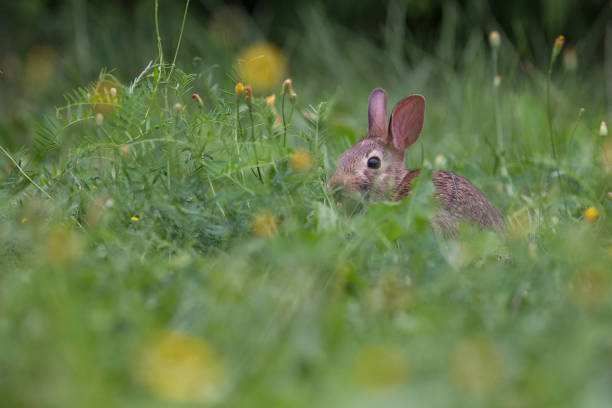 istock Baby eastern cottontail bunny 1026052142