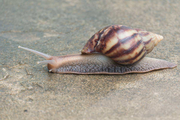 istock snail moving on a rock 1026056916