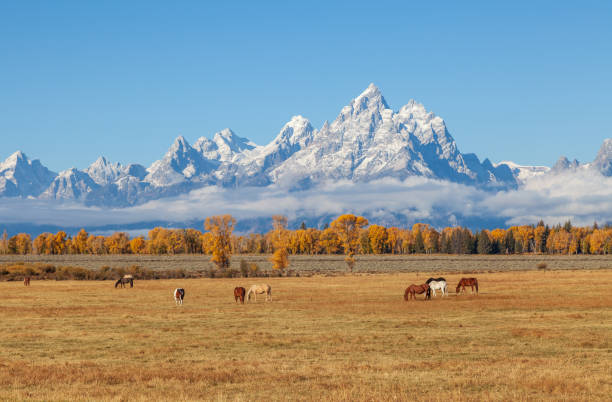 istock Teton Fall Landscape With Horses 1026060044