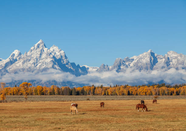 istock Teton Fall Landscape With Horses 1026060048