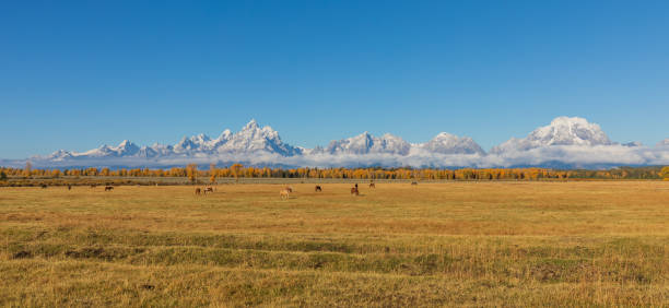 istock Teton Fall Landscape With Horses 1026060168