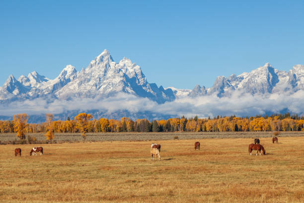 istock Teton Fall Landscape With Horses 1026060174