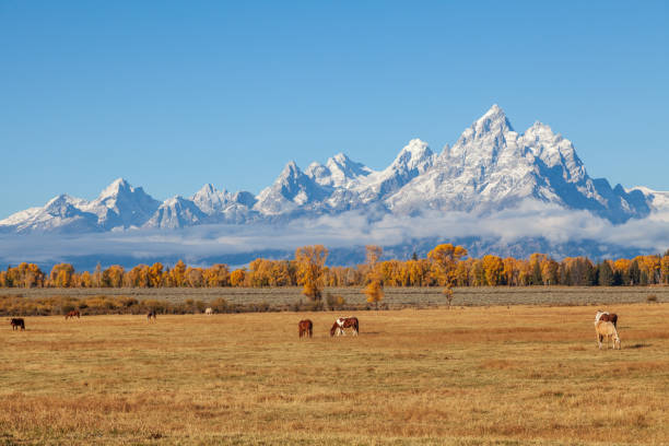 istock Teton Fall Landscape With Horses 1026060308