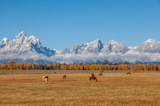 istock Teton Fall Landscape With Horses 1026060720