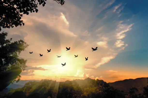 Silhouette flock of birds flying over the valley on  sunbeam twilight cloud sky at sunset.