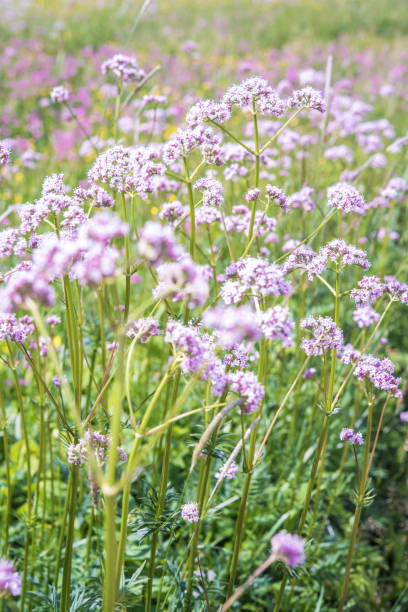 valeriana officinalis - close-up flores de valeriana - planinsko polje - fotografias e filmes do acervo