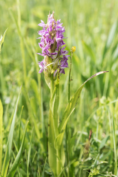 kwitnące dactylorhiza incarnata - early marsh orchid - planinsko polje zdjęcia i obrazy z banku zdjęć