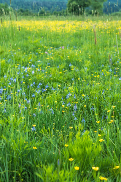 wet meadow with blooming scilla litardierei w: planinsko polje, natura 2000 - planinsko polje zdjęcia i obrazy z banku zdjęć