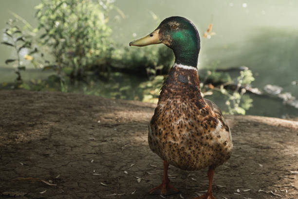 Duck on the lake in a green summer park