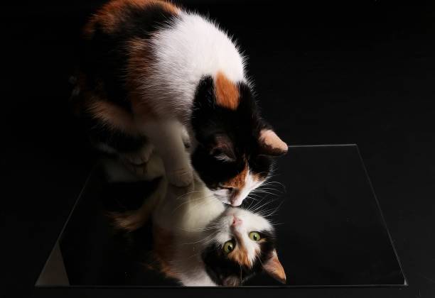 beautiful tricolored cat is sitting in the dark studio and looking down to a mirror