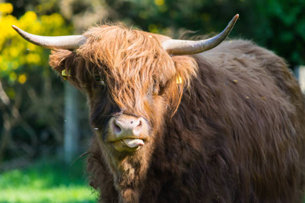 istock Cow with tongue out 1026070340