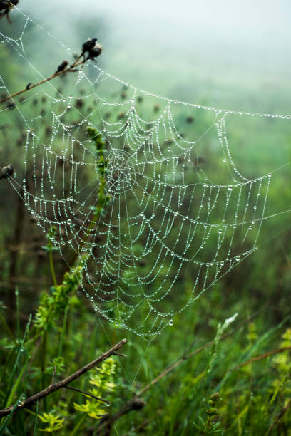istock cobwebs with dew drops on the grass 1026070670