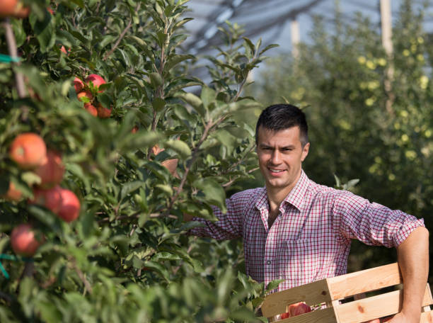 istock Farmer harvesting apples in orchard 1026070684