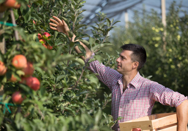 istock Farmer harvesting apples in orchard 1026070812