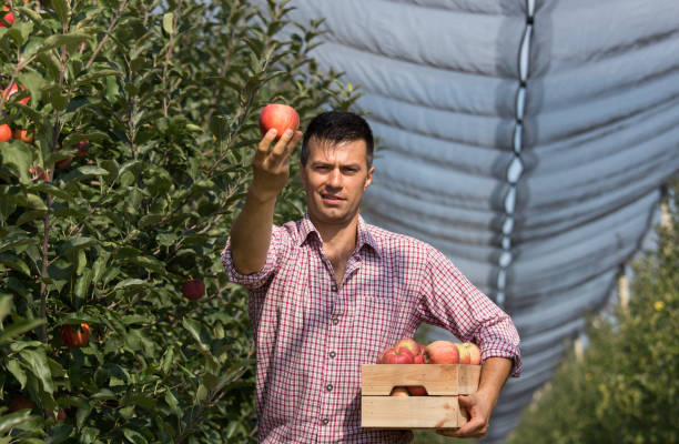istock Farmer with crate in apple orchard 1026070922